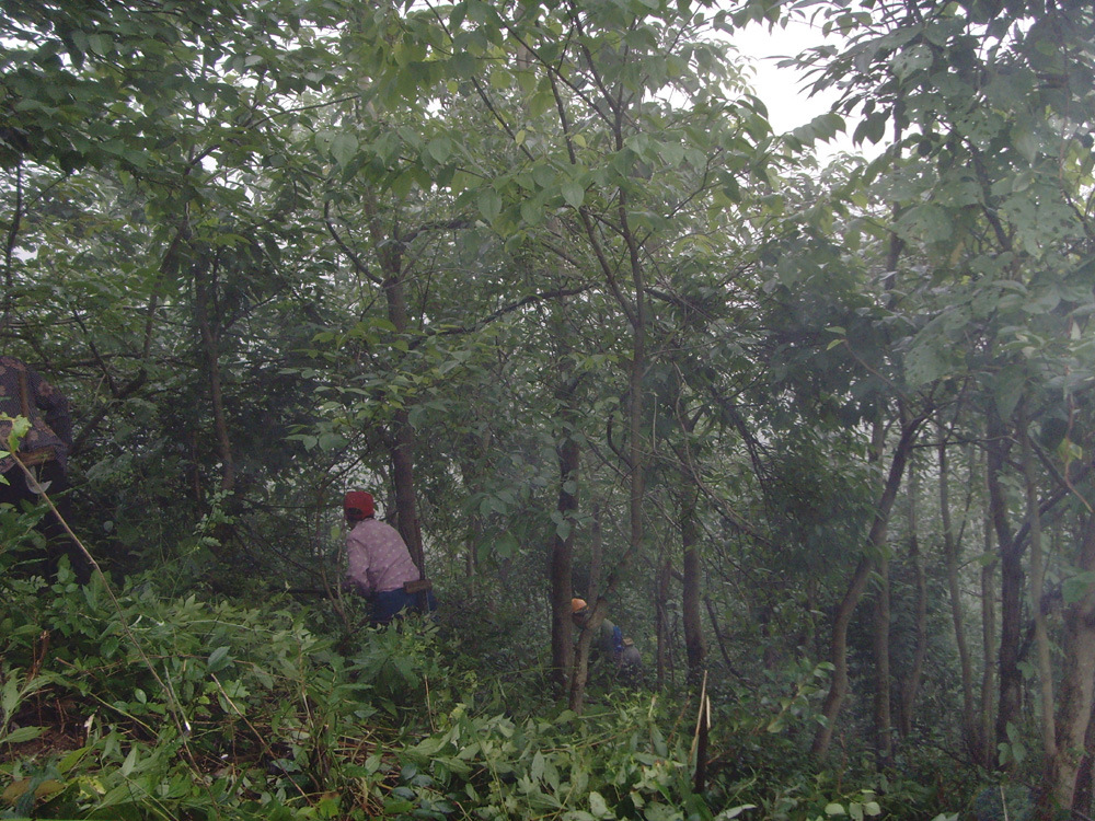 工人们正给杜仲树除草