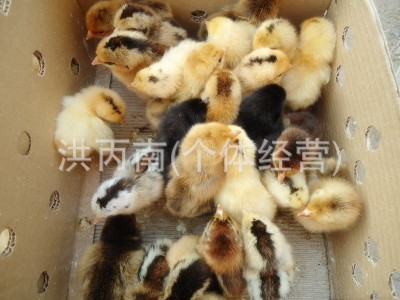 常年供应麻羽绿壳蛋鸡苗 绿壳鸡苗 绿壳蛋土鸡苗 小种土鸡苗图5