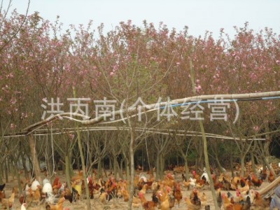 常年供应麻羽绿壳蛋鸡苗 绿壳鸡苗 绿壳蛋土鸡苗 小种土鸡苗图3