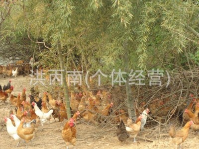 常年供应麻羽绿壳蛋鸡苗 绿壳鸡苗 绿壳蛋土鸡苗 小种土鸡苗图4
