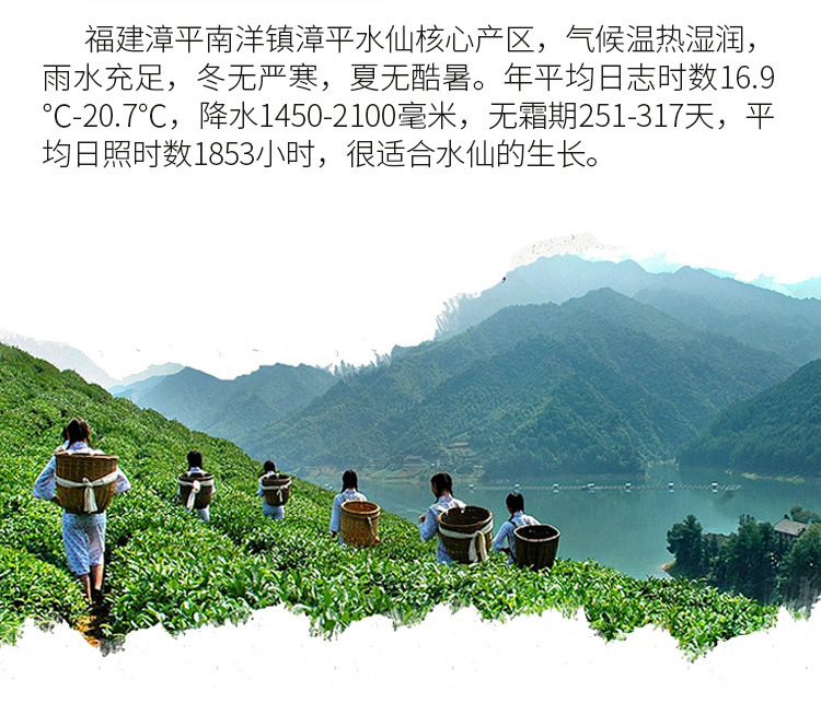 水仙茶_09