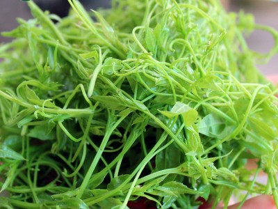 意品康莓茶张家界莓茶散装2021年新茶张家界莓茶藤茶芽尖图2