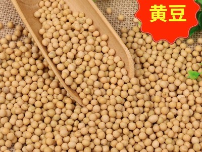 大量批发五谷杂粮黄豆 东北农家黄豆磨豆浆用大豆 东北大颗粒黄豆图5
