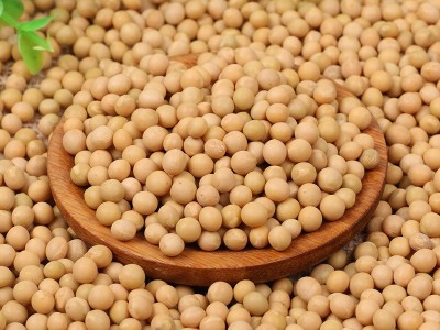大量批发五谷杂粮黄豆 东北农家黄豆磨豆浆用大豆 东北大颗粒黄豆图2