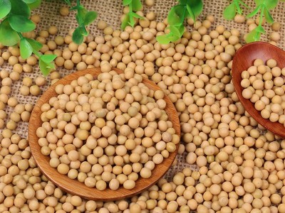 大量批发五谷杂粮黄豆 东北农家黄豆磨豆浆用大豆 东北大颗粒黄豆图4
