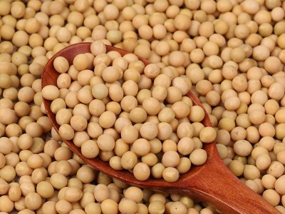 大量批发五谷杂粮黄豆 东北农家黄豆磨豆浆用大豆 东北大颗粒黄豆图3