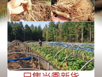 长白山人参批发整枝长白山干参生晒参白参东北特产人参干货图3