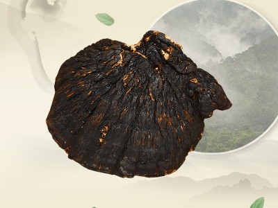 海南薄树灵芝 薄树灵芝 一手货源产地批发量大从优 一件代发图3