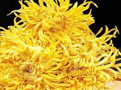 批发金丝皇菊花茶干菊花茶20克大朵干菊花2022年新花金丝皇菊花茶图4