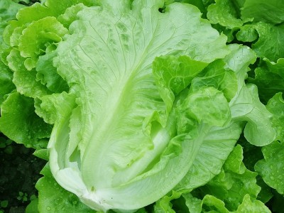 意大利全年耐抽苔生菜种子 农家生菜青菜孑阳台盆栽四季蔬菜种籽图3