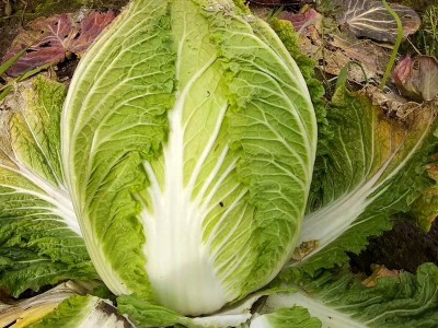 山东四号大白菜种子籽老品种单株6-8公斤秋季大田易种植冬天 蔬菜图3