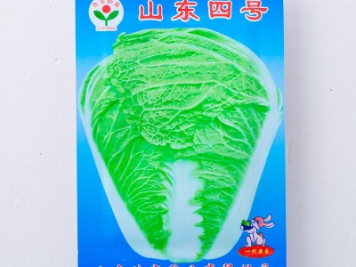山东四号大白菜种子籽老品种单株6-8公斤秋季大田易种植冬天 蔬菜图5