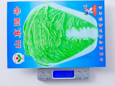 山东四号大白菜种子籽老品种单株6-8公斤秋季大田易种植冬天 蔬菜图4