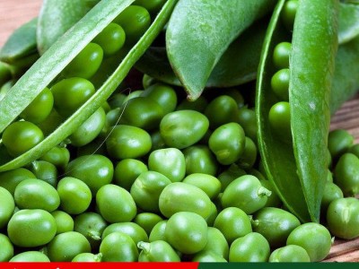 蔬菜籽芽苗菜种籽绿豌豆种子阳台庭院都可以播种图5