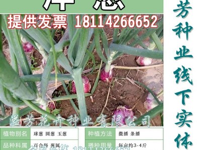 散装红皮洋葱种子供应 蔬菜籽种子球葱圆葱玉葱 四季播种 盆栽图5