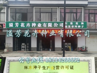 散装红皮洋葱种子供应 蔬菜籽种子球葱圆葱玉葱 四季播种 盆栽图3