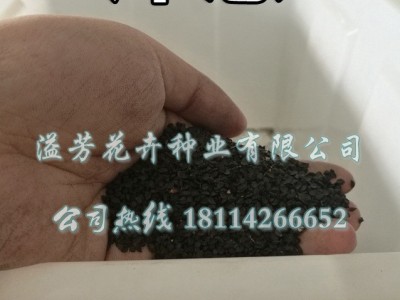 散装红皮洋葱种子供应 蔬菜籽种子球葱圆葱玉葱 四季播种 盆栽图2