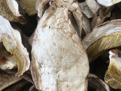 牛肝菌 干片美味 白牛肝菌A货 无杂质 剪过泥脚 可直接办理出口图3