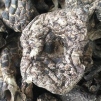 黑虎掌菌 熊掌菌 熊耳菌干品 云南香格里拉黑虎掌 菌批发