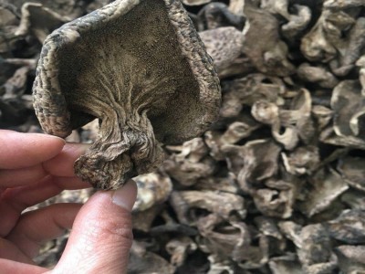 黑虎掌菌 熊掌菌 熊耳菌干品 云南香格里拉黑虎掌 菌批发图5