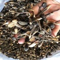 鸡枞菌 黑皮鸡枞菌 小黑皮鸡枞 人工鸡枞 云南特产 食用菌批发