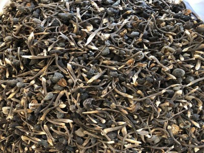 鸡枞菌 黑皮鸡枞菌 小黑皮鸡枞 人工鸡枞 云南特产 食用菌批发图3
