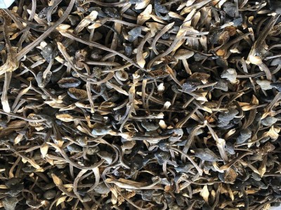 鸡枞菌 黑皮鸡枞菌 小黑皮鸡枞 人工鸡枞 云南特产 食用菌批发图2