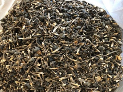 鸡枞菌 黑皮鸡枞菌 小黑皮鸡枞 人工鸡枞 云南特产 食用菌批发图5