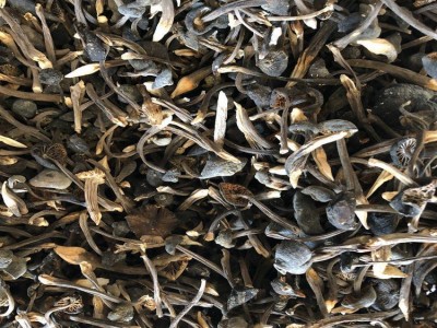 鸡枞菌 黑皮鸡枞菌 小黑皮鸡枞 人工鸡枞 云南特产 食用菌批发图4