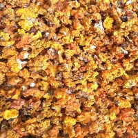 金耳菌 脑耳 云南特产 黄耳 规格2.0以下小号 食用菌批发