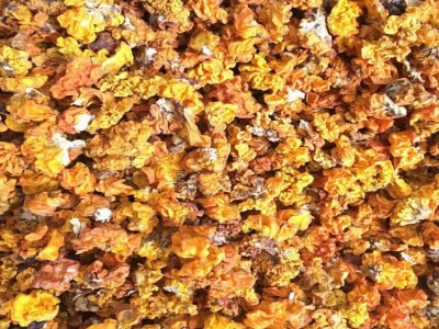 金耳菌 脑耳 云南特产 黄耳 规格2.0以下小号 食用菌批发图5