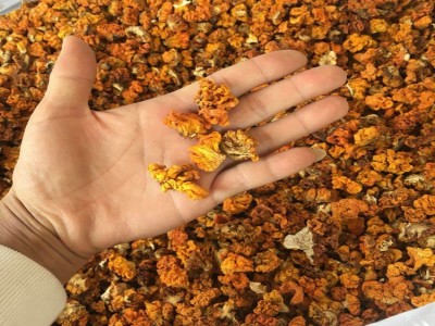 金耳菌 脑耳 云南特产 黄耳 规格2.0以下小号 食用菌批发图3