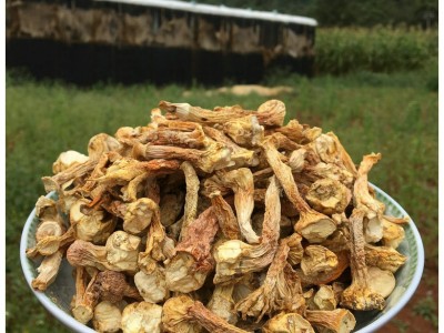 云南特产干姬松茸菇脚 产地直批姬松茸菇脚 高原特产巴西菇脚图2