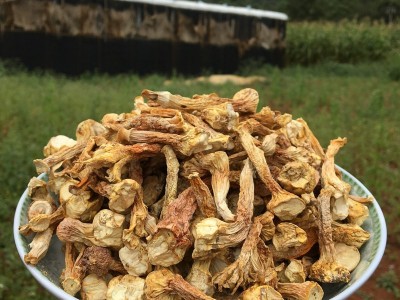 厂家直销云南特产姬松茸菇脚 足干 巴西蘑菇菇脚60斤装图3