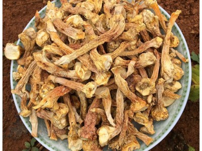 厂家直销云南特产姬松茸菇脚 足干 巴西蘑菇菇脚60斤装图5
