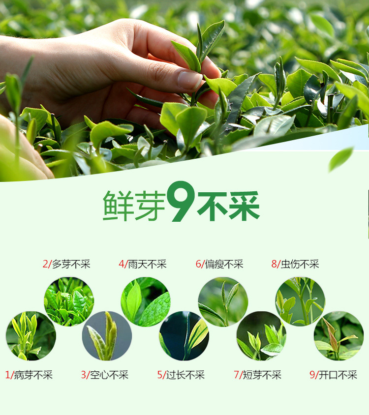 雀舌详情_10