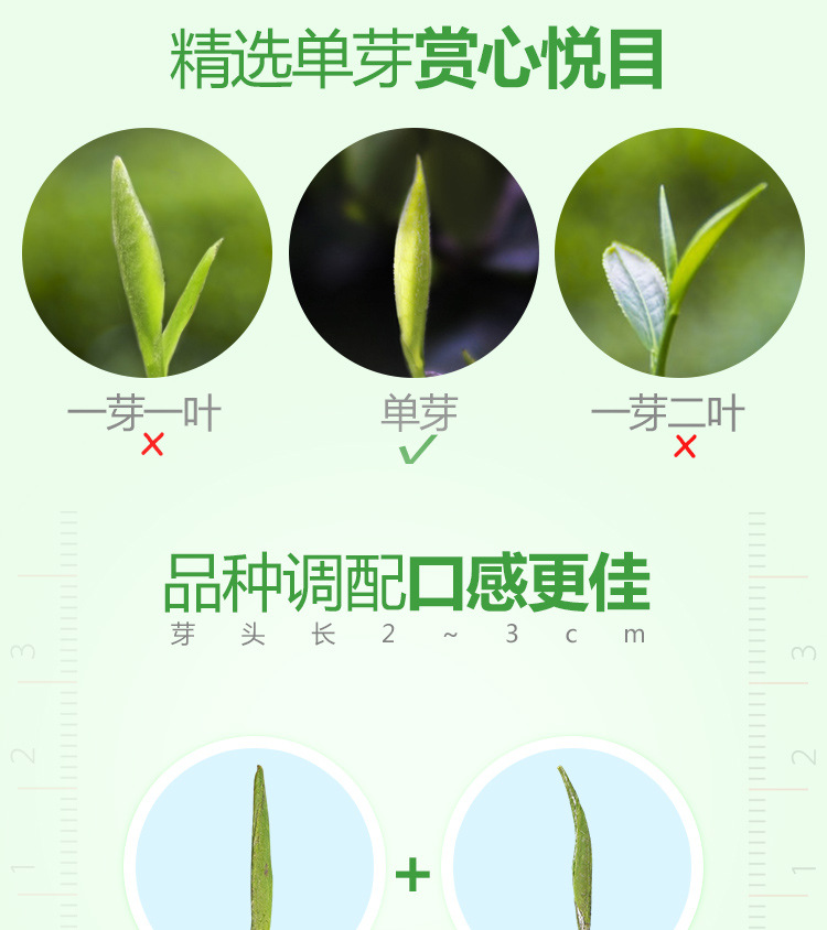雀舌详情_11