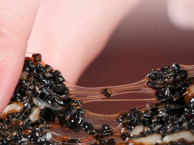 现货批发东鲁阿胶鲁中宝胶牌阿胶核桃黑芝麻糕300克支持一件代发图2