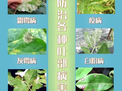 外联花卫哈茨木霉菌加枯草芽孢杆菌地下灌根菌剂杀菌预防治疗花卉图3