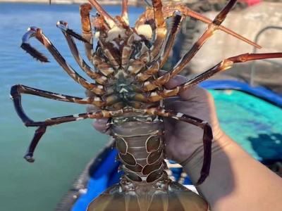 东山岛小青龙虾鲜活发货新鲜大青龙虾200克-450克规格一只图4