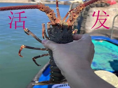 东山岛小青龙虾鲜活发货新鲜大青龙虾200克-450克规格一只图5