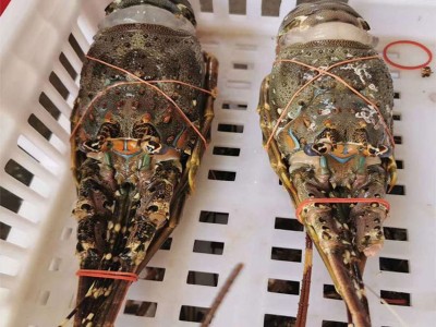 东山岛大龙虾鲜活速冻小青龙虾冻虾大花龙各种龙虾活体厂家直发图5