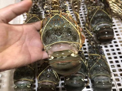 东山岛大龙虾鲜活速冻小青龙虾冻虾大花龙各种龙虾活体厂家直发图4