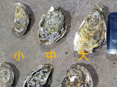 福建鲜活生蚝批发牡蛎海鲜水产带壳烧烤自助 产地直销整箱100斤装图3