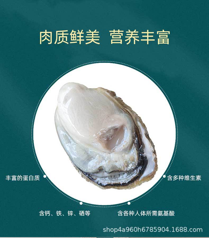 生蚝详情1_03.jpg
