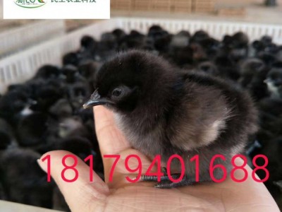 五黑绿壳蛋鸡母苗图4
