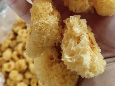 银耳 小白木耳食用菌农产品干货 易糯胶多500g批发产地直销图3