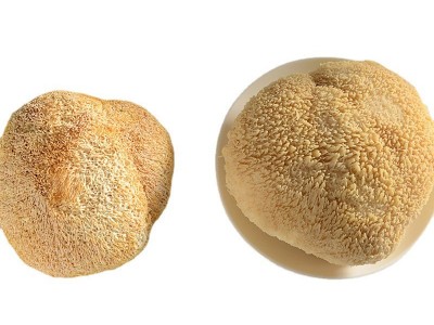 产地直销 古田猴头菇猴头蘑食用菌干货剪根头茬二茬 500g批发图5