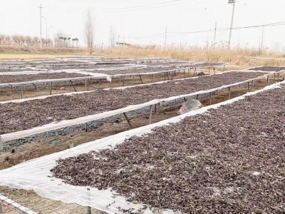 黑木耳丝干货螺蛳粉米线拉面汤料专用配菜厂家直销白背木耳丝批发图4
