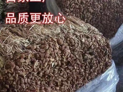 农家自种特产菌菇干货茶树菇不开伞厂家直销 量大批发 煲汤佳食材图4